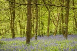 Bluebells at Penrose near Helston in Cornwall