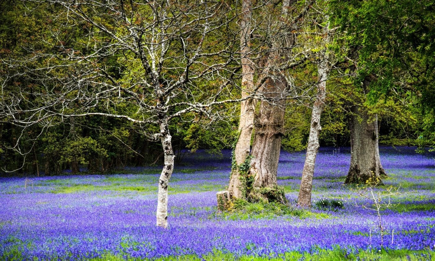 A field of common English bluebells in the quiet; historic parc lye area in Enys Gardens, Penryn in Cornwall