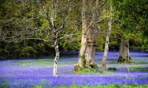 A field of common English bluebells in the quiet; historic parc lye area in Enys Gardens, Penryn in Cornwall