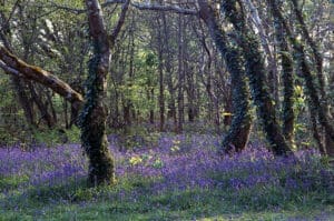 View of Tehidy Woods in April, where a thick carpet of bluebells is in full bloom (Camborne, Cornwall)