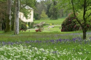 Ramsons and bluebells at Pencarrow garden, Cornwall