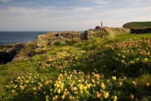 Spring flowers on Trevone Cliffs, overlooking the Atlantic coast, Cornwall