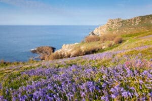Bluebells and hyacinthoides at Prussia Cove, Cornwall