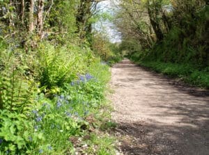Bluebells on the Camel Trail, Nr Wenford Bridge, Cornwall