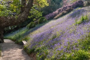 Glendurgan garden, Nr Falmouth, Cornwall